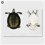 1-88_Indian-Zoology_picture-crop