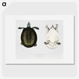 1-88_Indian-Zoology_picture