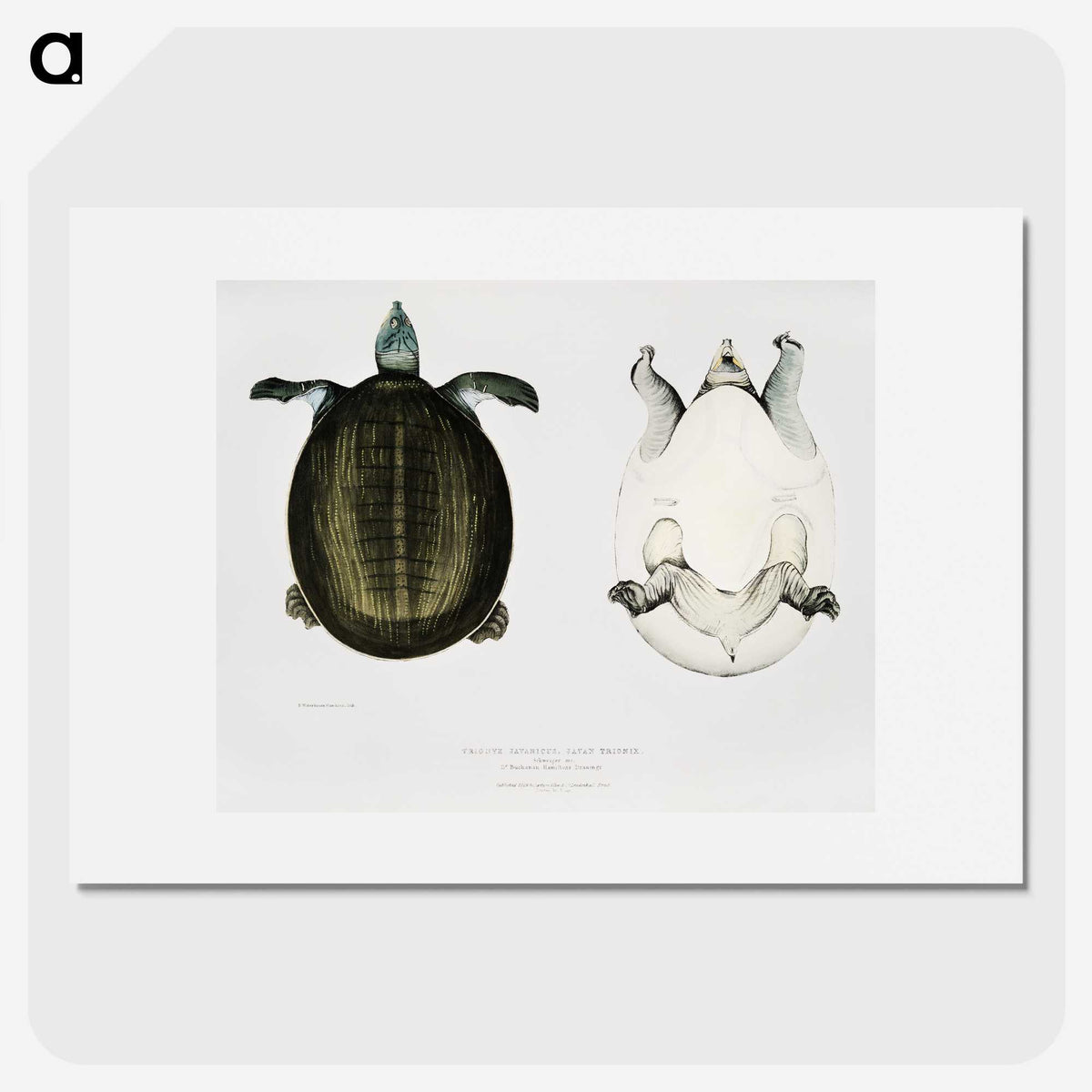 1-88_Indian-Zoology_picture