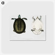 1-88_Indian-Zoology_postcard