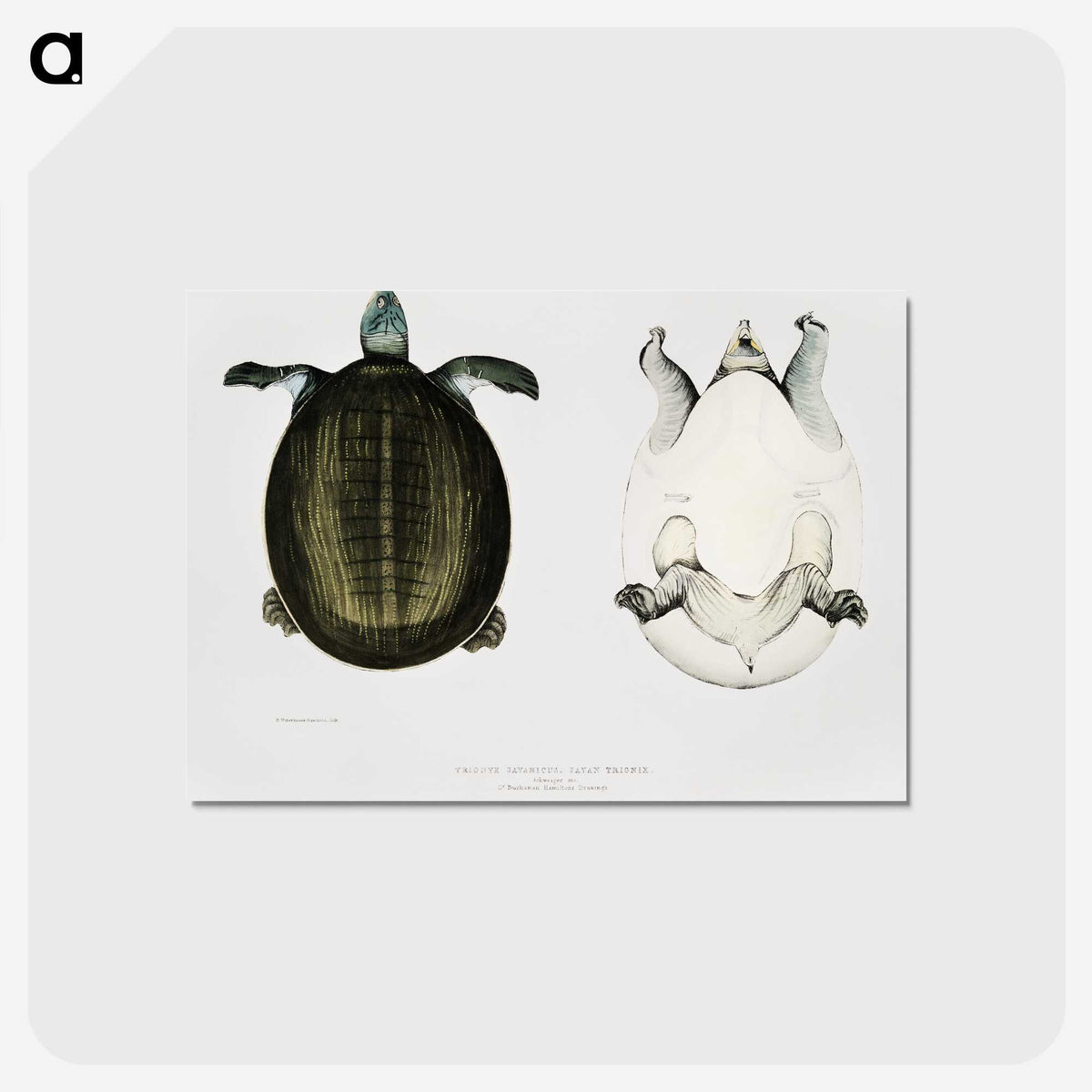 1-88_Indian-Zoology_postcard