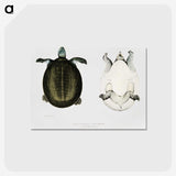 1-88_Indian-Zoology_postcard