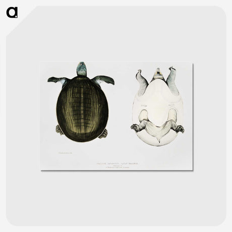 1-88_Indian-Zoology_postcard