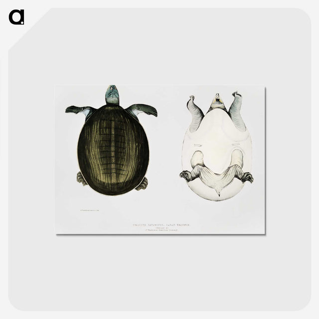 1-88_Indian-Zoology_postcard