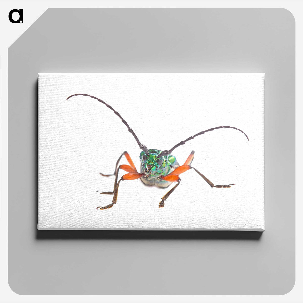 1-88_Insects-Unlocked-Project_canvas