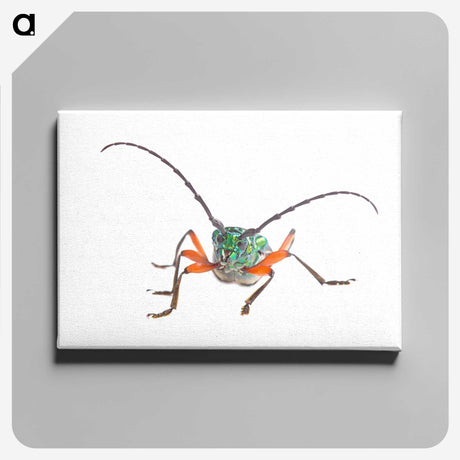 1-88_Insects-Unlocked-Project_canvas