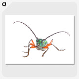 1-88_Insects-Unlocked-Project_picture-crop