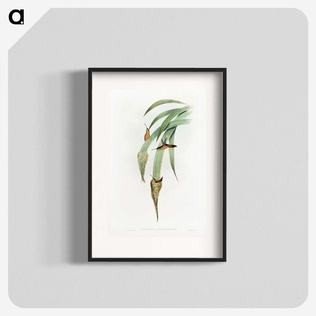 1-88_John-Gould_blk