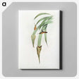 1-88_John-Gould_canvas