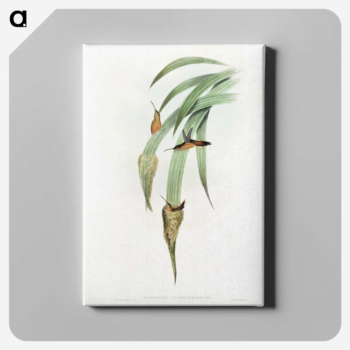 1-88_John-Gould_canvas