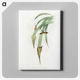 1-88_John-Gould_canvas