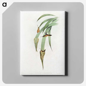 1-88_John-Gould_canvas