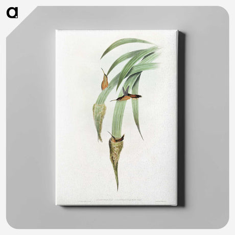 1-88_John-Gould_canvas