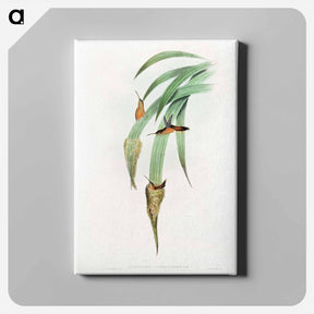 アートパネル-Phaethornis Griseogularis
 - ジョン グールド Canvas.