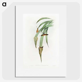 1-88_John-Gould_picture