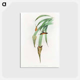 アートポストカード-Phaethornis Griseogularis
 - ジョン グールド Postcard.