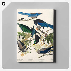アートパネル-Birds of America
 - ジョン ジェームス オーデュボン Canvas.