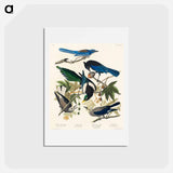 アートポストカード-Birds of America
 - ジョン ジェームス オーデュボン Postcard.