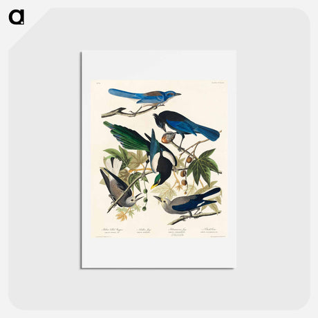 アートポストカード-Birds of America
 - ジョン ジェームス オーデュボン Postcard.