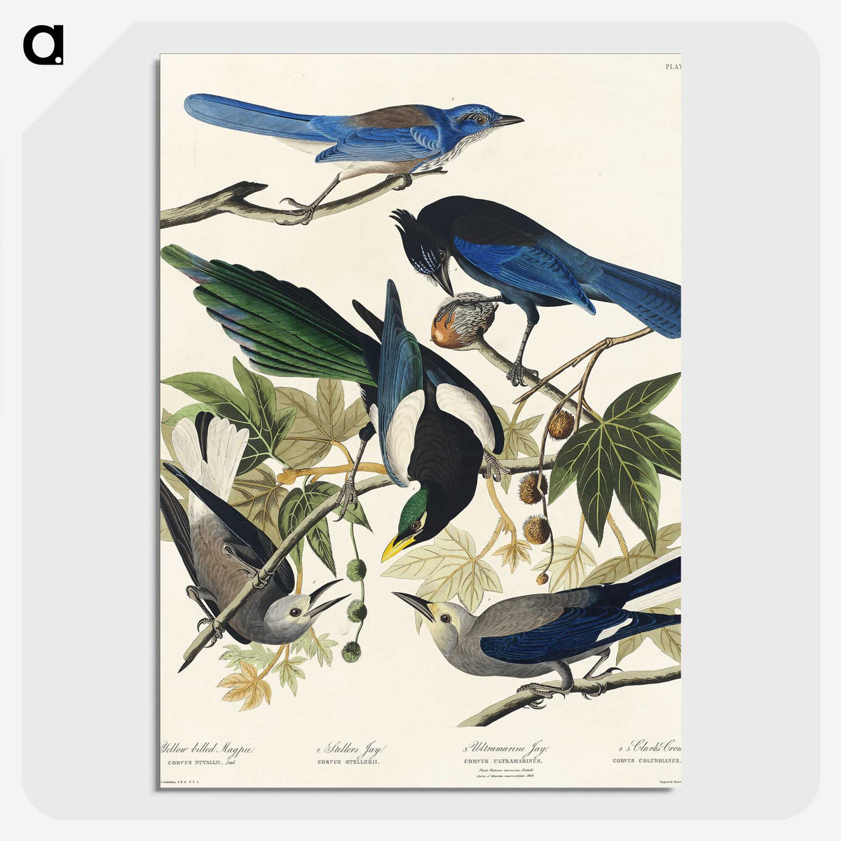 1-88_John-James-Audubon_picture-crop