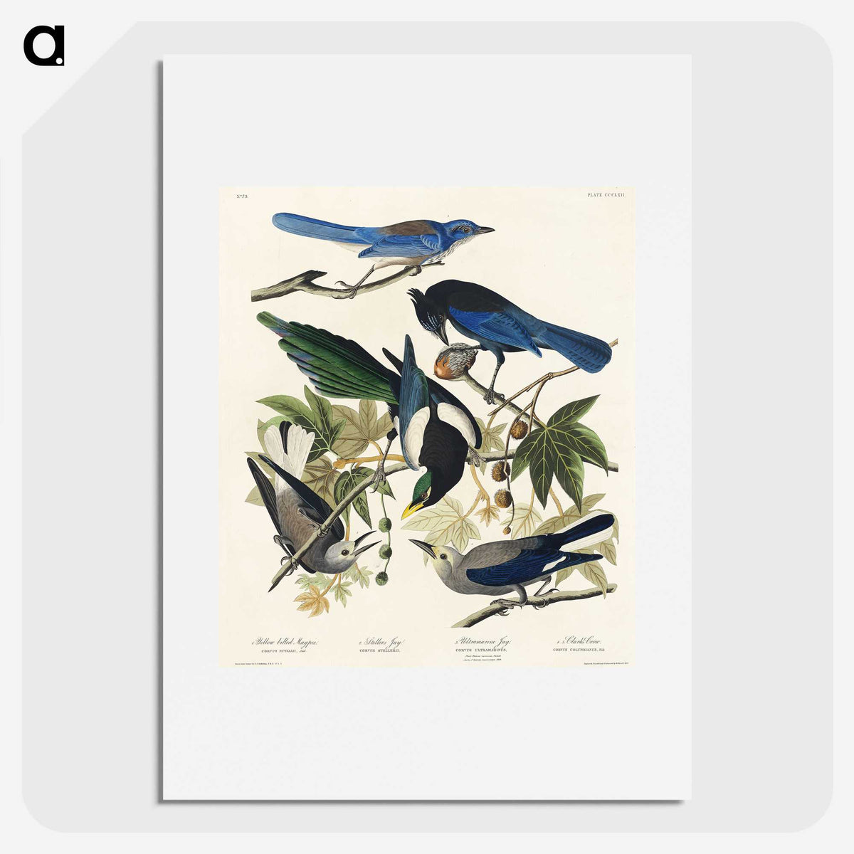 1-88_John-James-Audubon_picture
