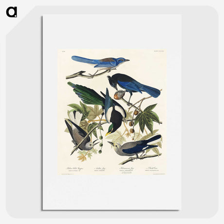 1-88_John-James-Audubon_picture