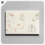 Study sheet with gladiolus and apple blossom - Julie de Grague Canvas.