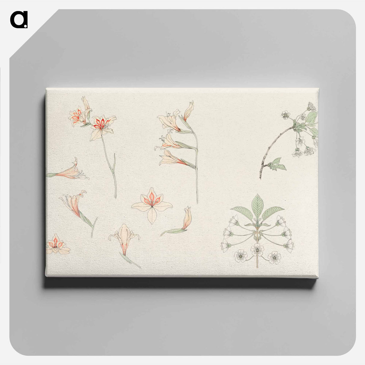 Study sheet with gladiolus and apple blossom - ユリー デ フラーハ Canvas.