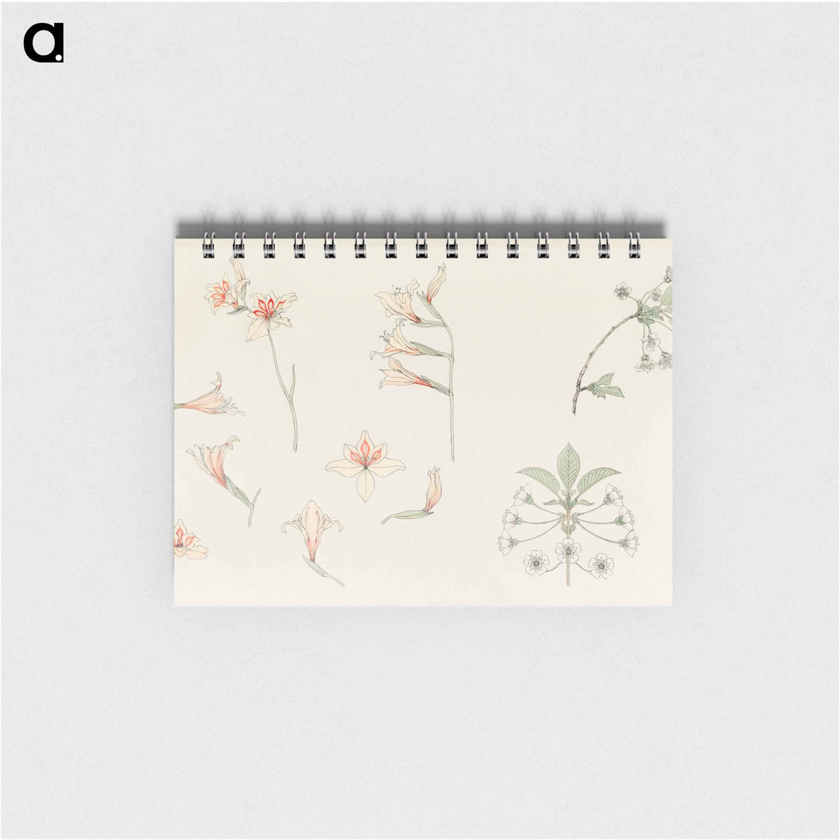 Study sheet with gladiolus and apple blossom - ユリー デ フラーハ Memo.