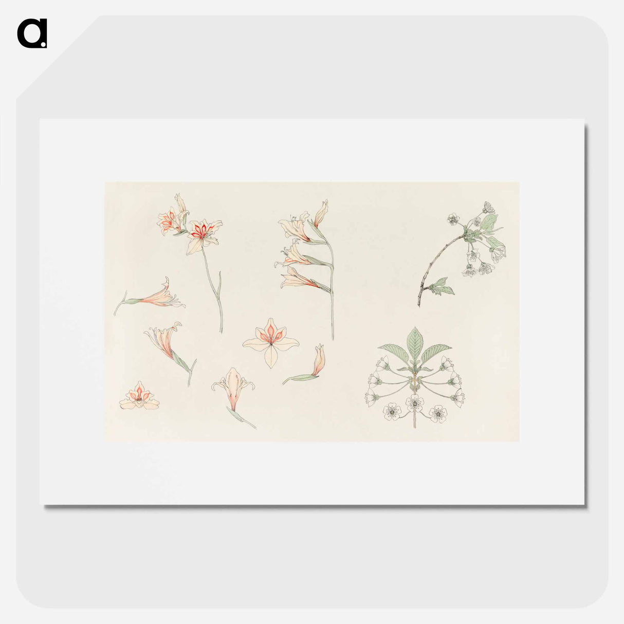 Study sheet with gladiolus and apple blossom - ユリー デ フラーハ Poster.