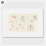 Study sheet with gladiolus and apple blossom - ユリー デ フラーハ Poster.