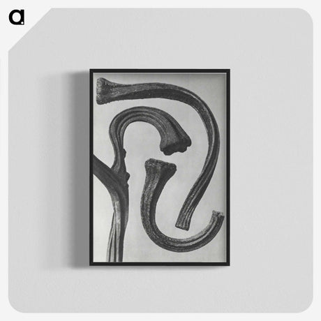 1-88_Karl-Blossfeldt_blk-crop