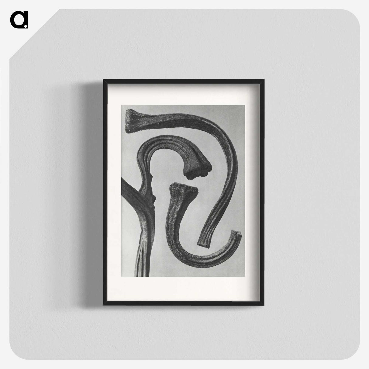 1-88_Karl-Blossfeldt_blk