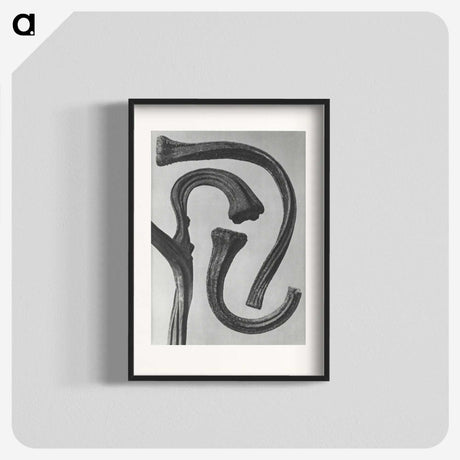 1-88_Karl-Blossfeldt_blk