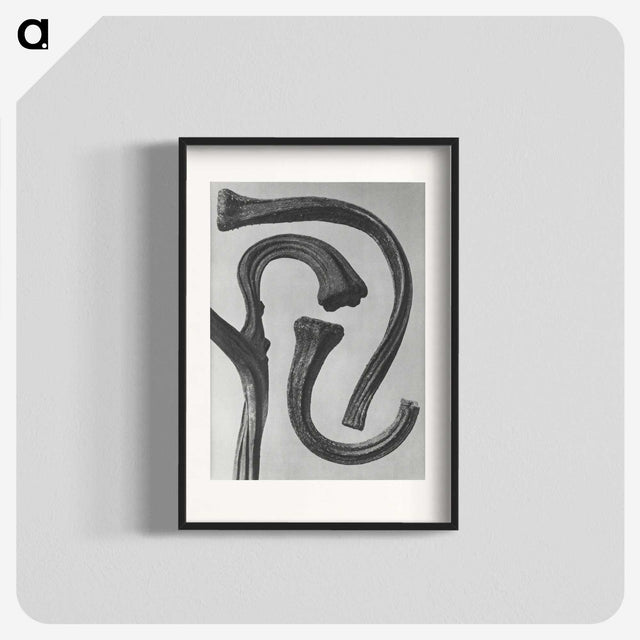1-88_Karl-Blossfeldt_blk