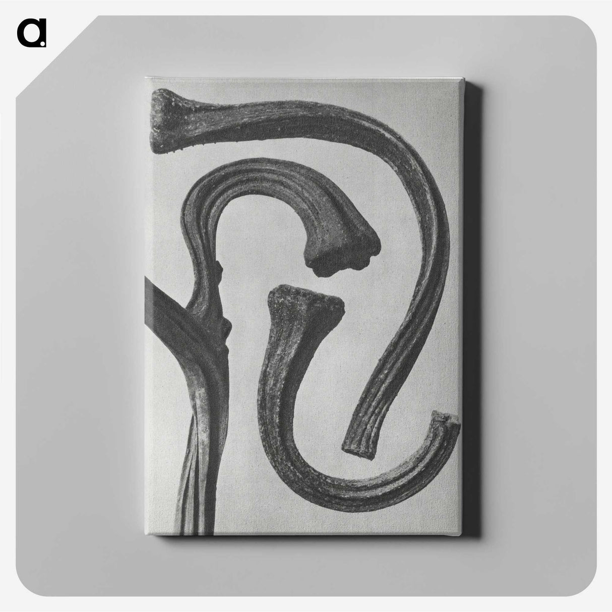 1-88_Karl-Blossfeldt_canvas