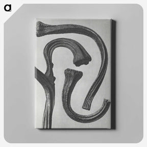 1-88_Karl-Blossfeldt_canvas