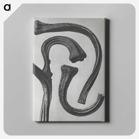 1-88_Karl-Blossfeldt_canvas