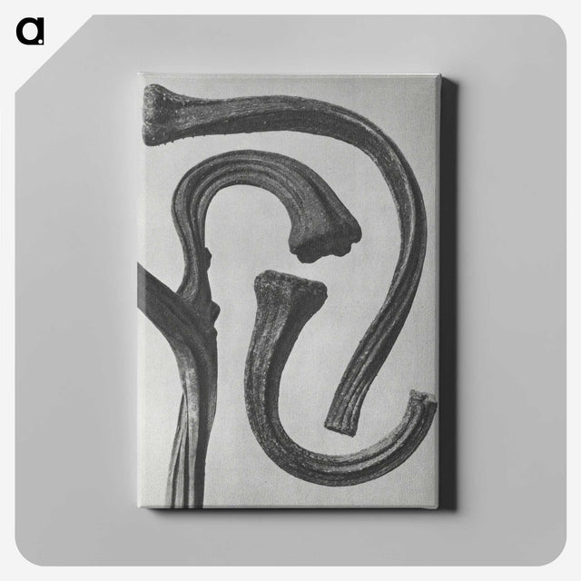 1-88_Karl-Blossfeldt_canvas