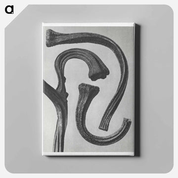 Cucurbita (stems of a Pumpkin) enlarged 3 times - カール ブロスフェルト Canvas.