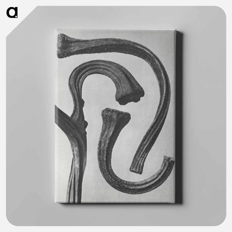 アートパネル-Cucurbita (stems of a Pumpkin) enlarged 3 times - カール ブロスフェルト Canvas.