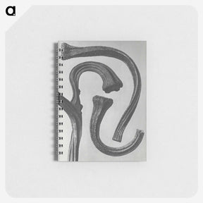 1-88_Karl-Blossfeldt_memo