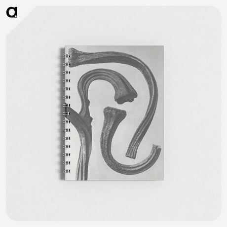1-88_Karl-Blossfeldt_memo