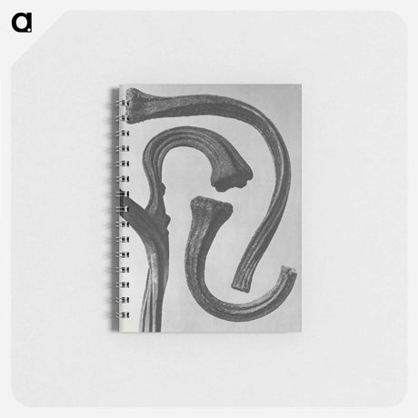 アートメモ帳-Cucurbita (stems of a Pumpkin) enlarged 3 times - カール ブロスフェルト Memo.