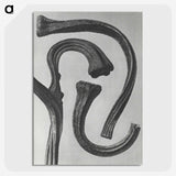 1-88_Karl-Blossfeldt_picture-crop