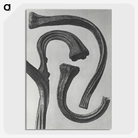 1-88_Karl-Blossfeldt_picture-crop