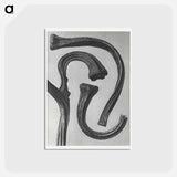 アートポストカード-Cucurbita (stems of a Pumpkin) enlarged 3 times - カール ブロスフェルト Postcard.