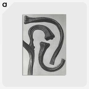 1-88_Karl-Blossfeldt_postcard