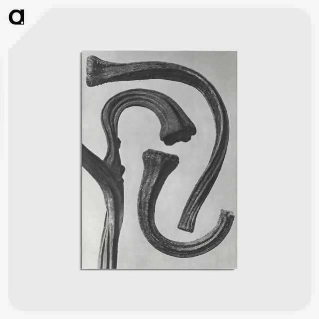 1-88_Karl-Blossfeldt_postcard