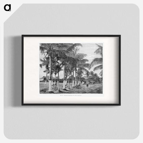 1-88_Les-Palmiers-Histoire-Iconographique_blk